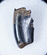 Partial Tyrannosaurid Tooth - Montana #12806-1